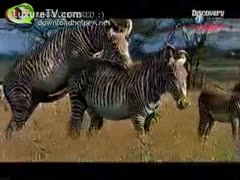 Rare brute fetish video featuring playful wild zebras getting horny in the fields 